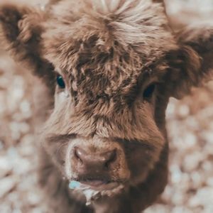 Meet your Posher, Posh